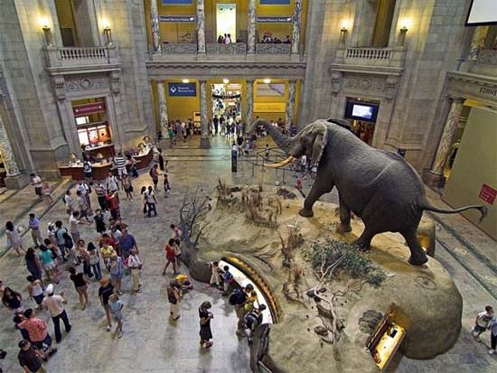 American Museum of Natural History