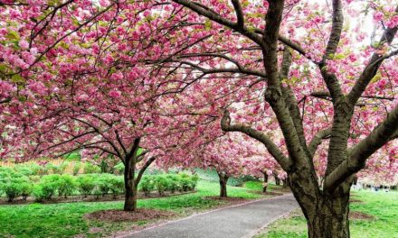 Brooklyn Botanic Garden